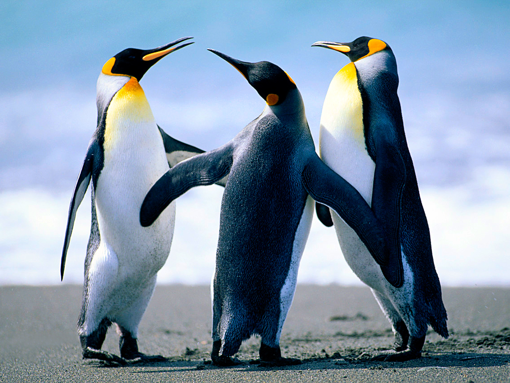 3 manchots  (ou pingouins) sur la banquise 